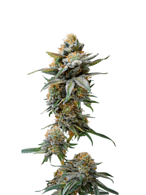 watermelon_weddingcake_feminized_by_growerschoice.png Watermelon Weddingcake XXL Auto – Growers Choice feminisiert 3er Pack Cannabis Samen