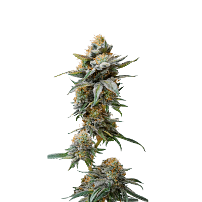 Watermelon Weddingcake XXL Auto - Growers Choice feminisiert 3er Pack
