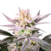 Growers Choice Watermelon Weddingcake Samen