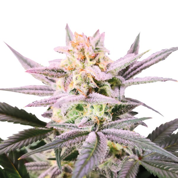 Growers Choice Watermelon Weddingcake Samen