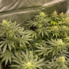 Growers Choice Watermelon Weddingcake Samen – Bild 2