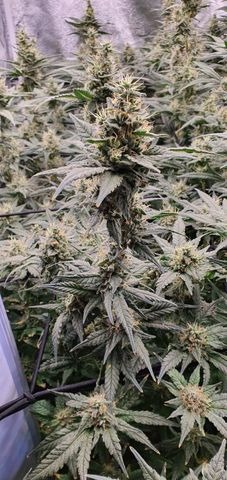 Growers Choice Watermelon Weddingcake Samen – Bild 4