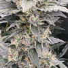 Growers Choice Watermelon Weddingcake Samen – Bild 5