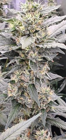 Growers Choice Watermelon Weddingcake Samen – Bild 5