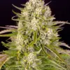 Barney's Farm wedding cake auto Samen