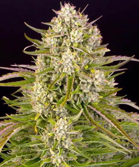 Barney's Farm wedding cake auto Samen