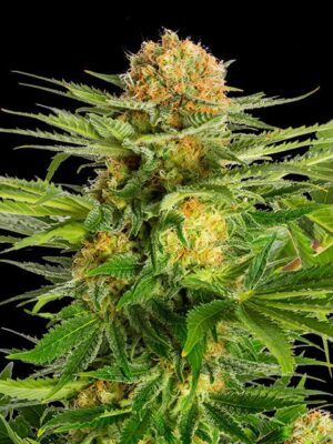 white-domina-flower.jpg White Domina - Kannabia feminisiert 3er Pack