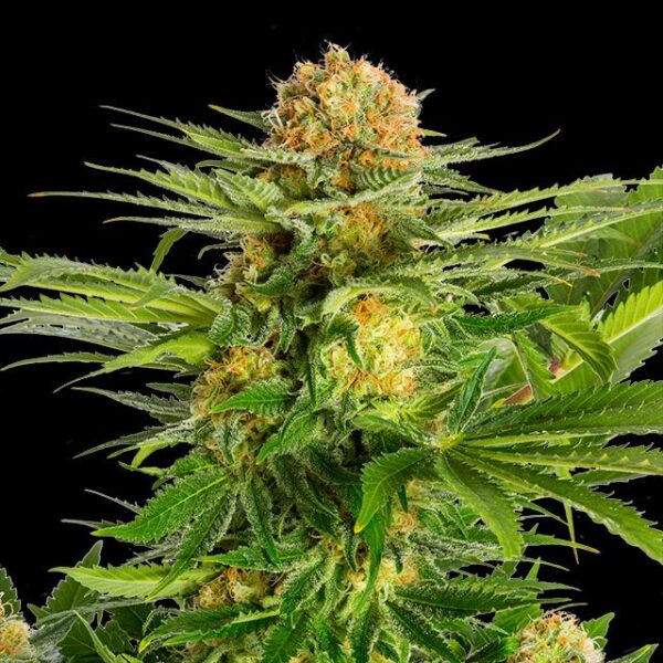 white-domina-flower.jpg #6805