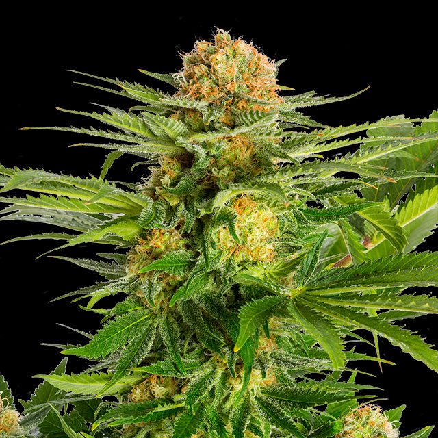 White Domina - Kannabia feminisiert 3er Pack