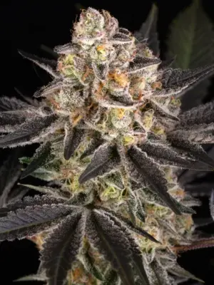 White Runtz - Barneys Farm feminisiert 3er Pack
