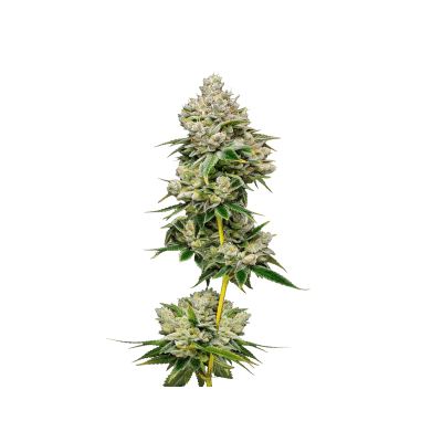 White Truffle Limited Edition – Growers Choice feminisiert 3er Pack