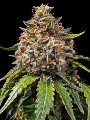 White Widow XXL Auto - Barneys Farm feminisiert 3er Pack