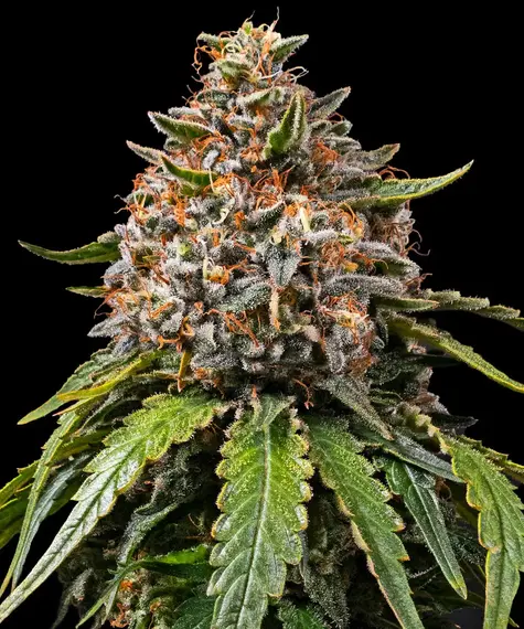white widow xxl