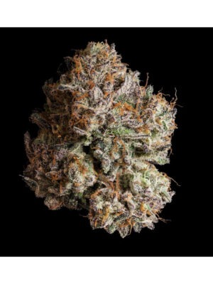 Obsidian - Wizard Trees feminisiert 3er Pack