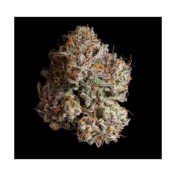 wizard-tree-obsidian-fem-3er-pack.jpg Obsidian - Wizard Trees feminisiert 3er Pack