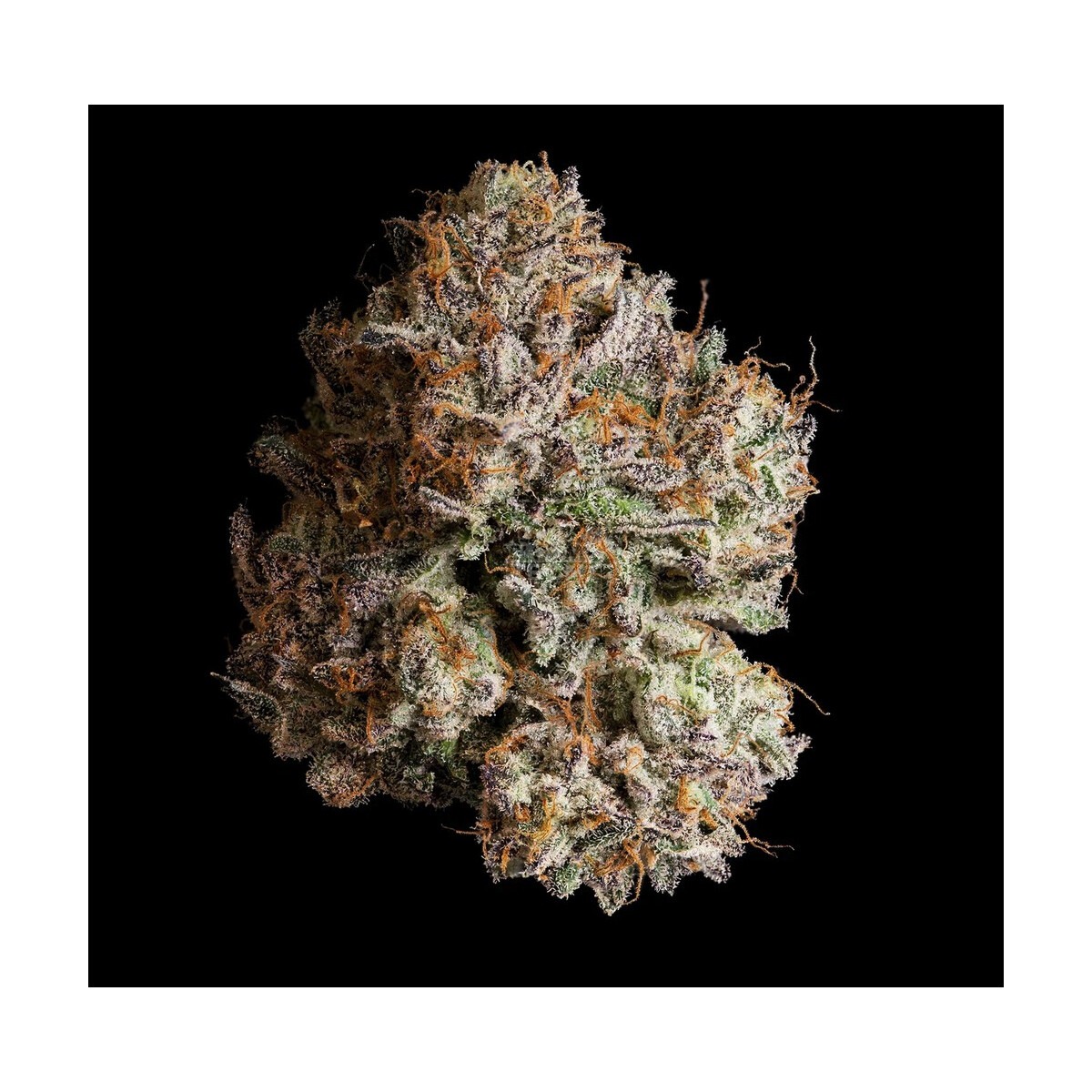 Obsidian - Wizard Trees feminisiert 3er Pack