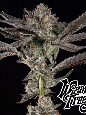 Propa Candy - Wizard Trees feminisiert 3er Pack
