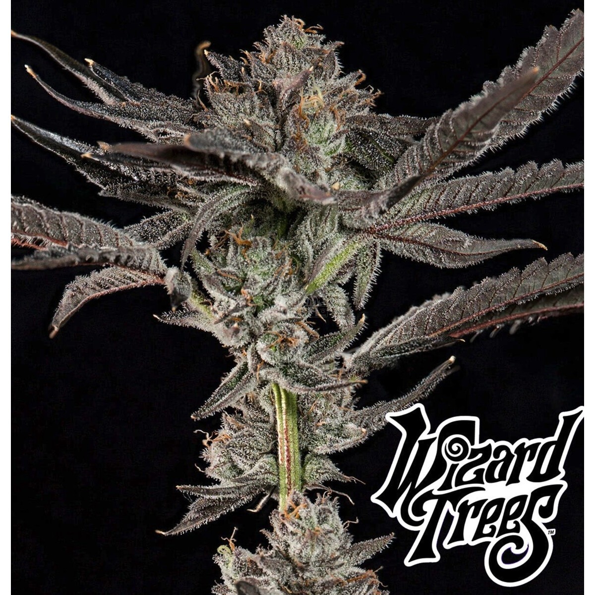 Propa Candy - Wizard Trees feminisiert 3er Pack