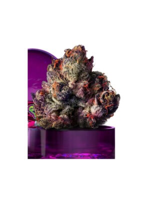 Rainbow Gelato - Wizard Tree feminisiert 3er Pack