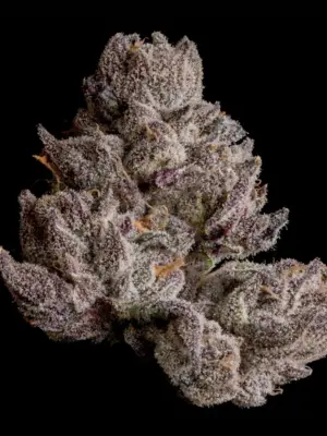 Cauldron - Wizard Trees feminisiert 3er Pack
