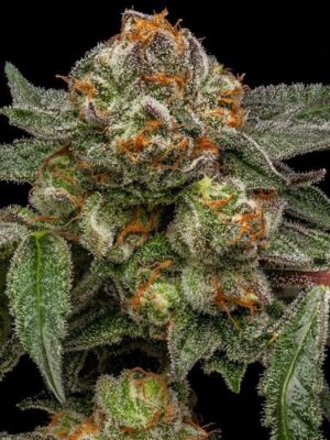 Zake - Ripper Seeds feminisiert 3er Pack