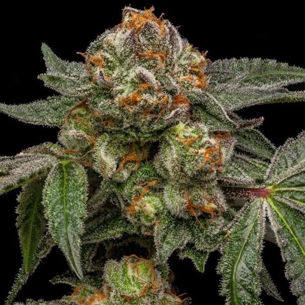 Zake - Ripper Seeds feminisiert 3er Pack