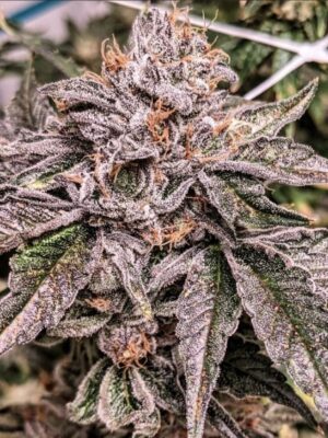 Zelter Umami Seeds feminisiert 6er Pack Zelter Umami Seeds feminisiert 6er Pack