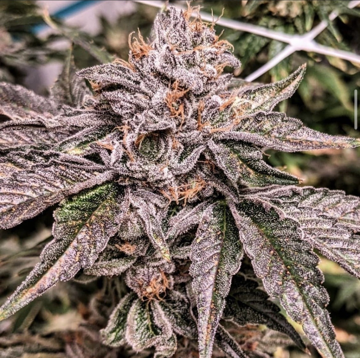 Zelter Umami Seeds feminisiert 6er Pack