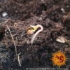 Barney's Farm zkittlez og auto Samen – Bild 2