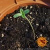 Barney's Farm zkittlez og auto Samen – Bild 3