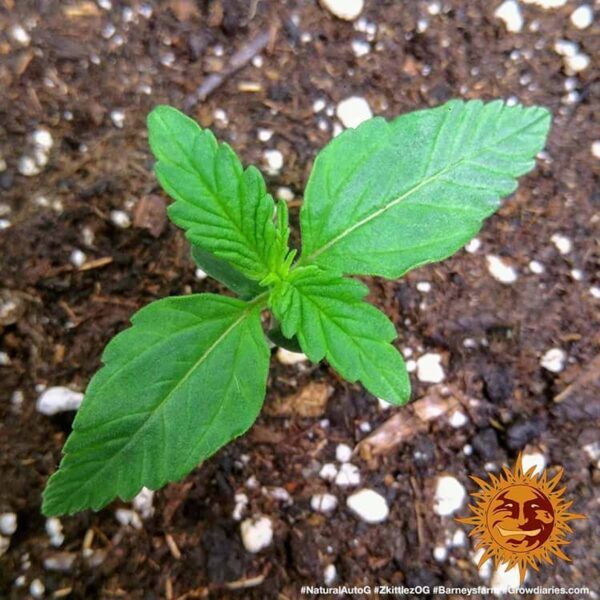 Barney's Farm zkittlez og auto Samen – Bild 4