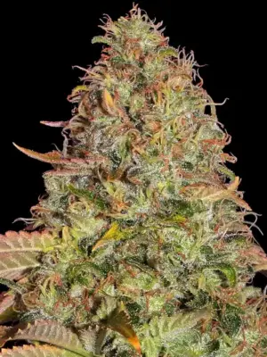 Zkittlez OG Auto Barneys Farm 3er Pack