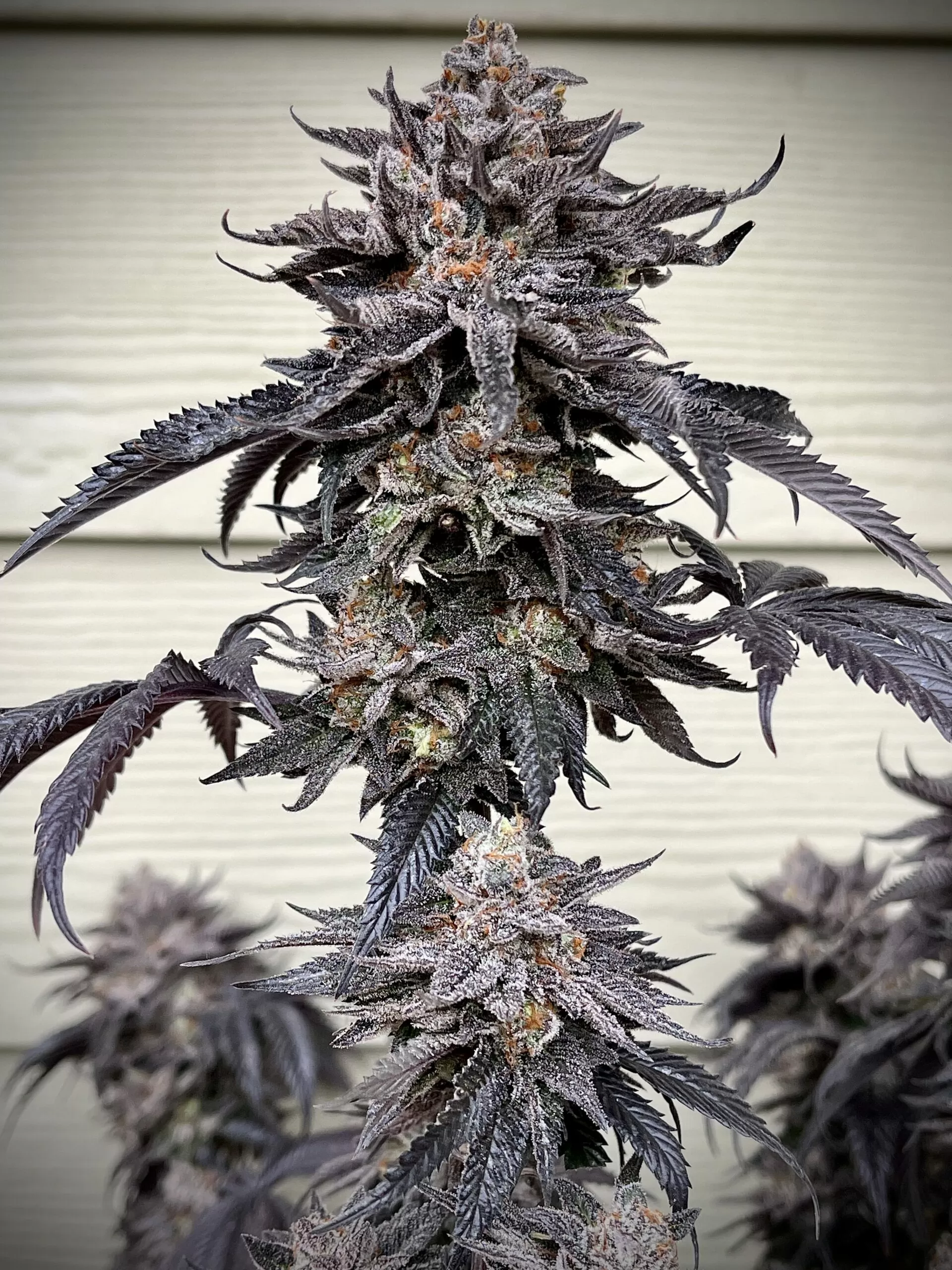 Zodaza Umami Seeds feminisiert 6er Pack