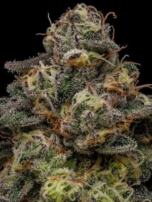 Zombie Bride - Ripper Seeds feminisiert 3er Pack