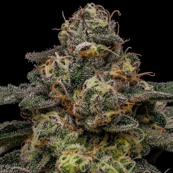 Zombie Bride - Ripper Seeds feminisiert 3er Pack