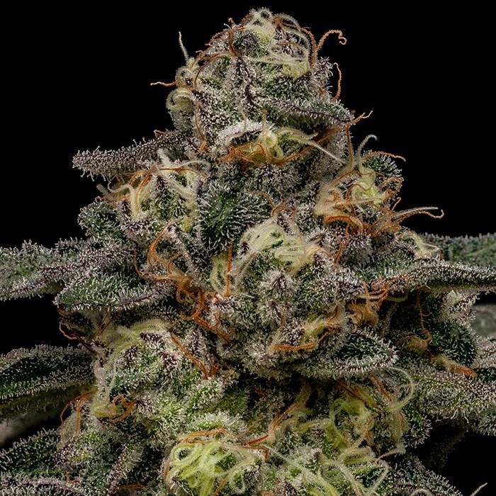 Zombie Bride - Ripper Seeds feminisiert 3er Pack