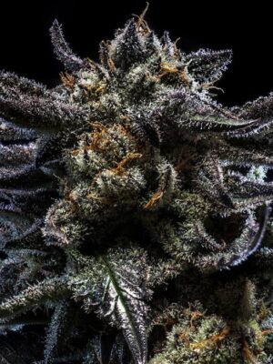 Zombie Kush - Ripper Seeds feminisiert 3er Pack