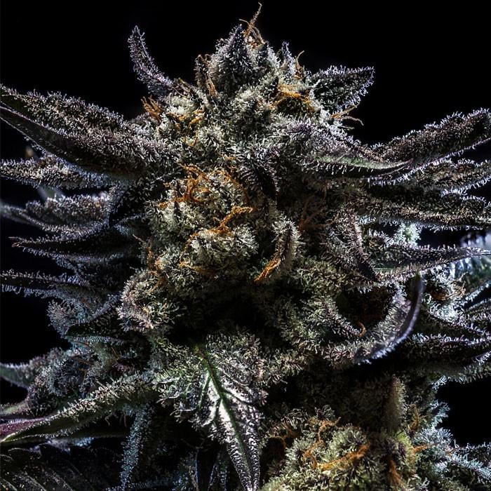 Zombie Kush - Ripper Seeds feminisiert 3er Pack