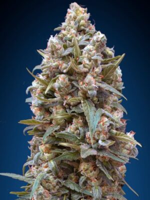 00 Seeds 00 kush Samen