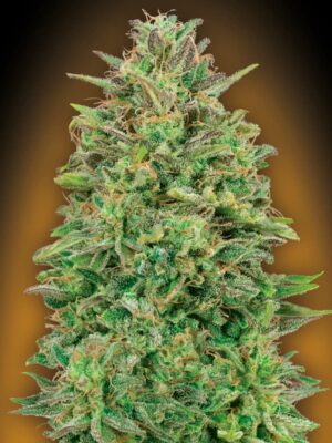 00 Seeds 00 skunk Samen