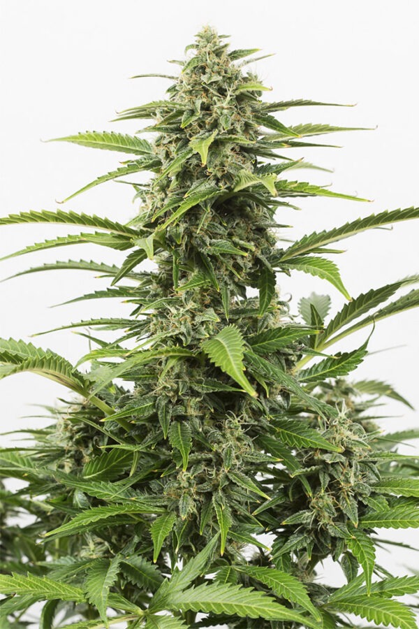 Dinafem critical autoflowering Samen