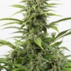 Dinafem Critical+ Auto 3 Stk feminisiert