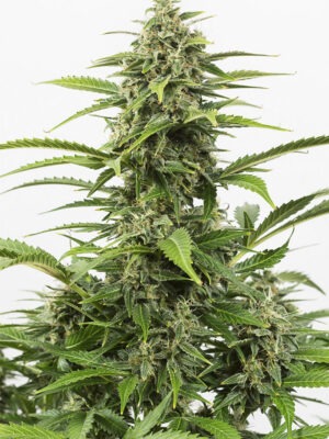 Dinafem Critical+ Auto 3 Stk feminisiert