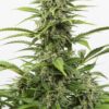Dinafem critical autoflowering Samen – Bild 2