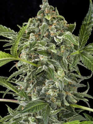 Dinafem White Cheese Auto 3 Stk feminisiert Dinafem White Cheese Auto 3 Stk feminisiert