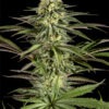 Dinafem Kush-N-Cheese 3 Stk feminisiert