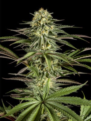 Dinafem Kush-N-Cheese 3 Stk feminisiert