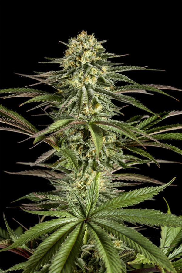 Dinafem Kush-N-Cheese 3 Stk feminisiert