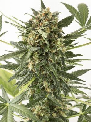 Dinafem Kush-N-Cheese Auto 5 Stk feminisiert