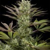 Dinafem deep cheese Samen